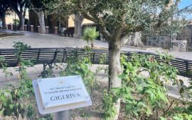 L'ulivo per Riva