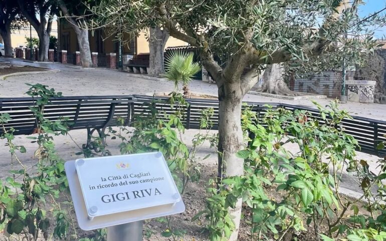 L'ulivo per Riva