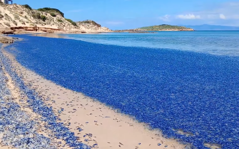 velella velella