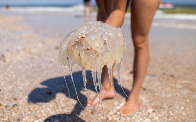 medusa spiaggia