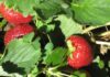 Fragole (Wikipedia)