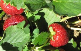 Fragole (Wikipedia)