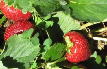 Fragole (Wikipedia)
