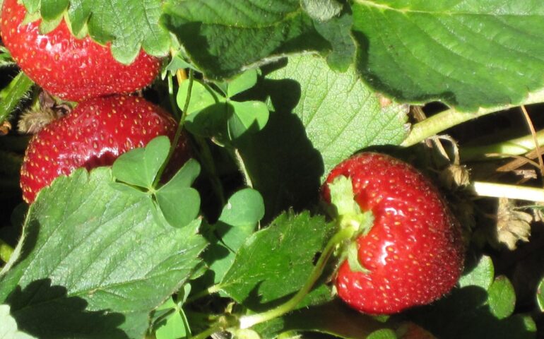 Fragole (Wikipedia)