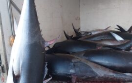 Blitz notturno a Teulada: sequestrate due tonnellate di tonno rosso, finiranno in beneficenza
