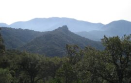 La foresta di lecci più estesa del Mondo (Wikipedia)