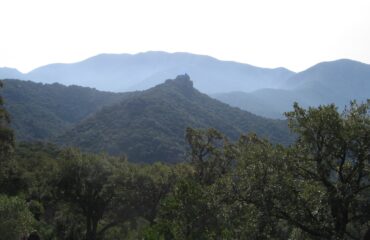 La foresta di lecci più estesa del Mondo (Wikipedia)