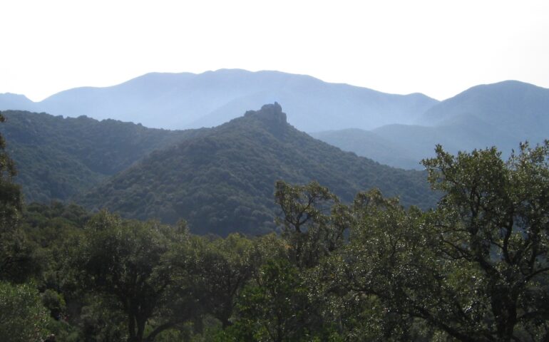 La foresta di lecci più estesa del Mondo (Wikipedia)
