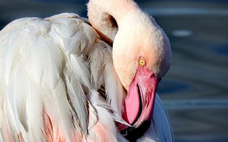 fenicottero rosa PH Luca Cocco