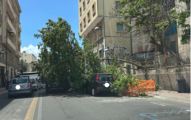 Cagliari, paura in pieno centro: un grosso albero si abbatte sulle auto in via Paoli