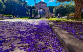 Cagliari si tinge di lilla: le jacarande in fiore dipingono piazza San Cosimo