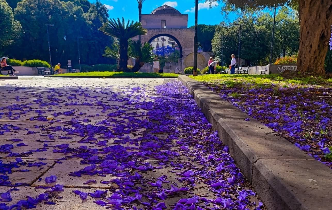 Cagliari si tinge di lilla: le jacarande in fiore dipingono piazza San Cosimo