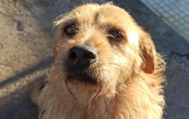 cane in cerca di casa