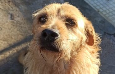 cane in cerca di casa