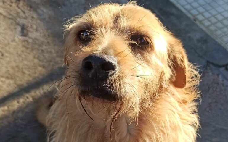 cane in cerca di casa