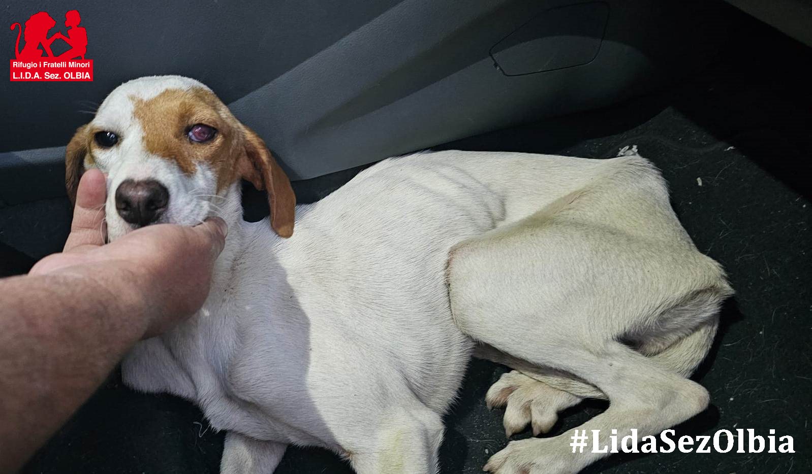 cagnolina abbandonata