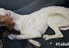 cagnolina abbandonata