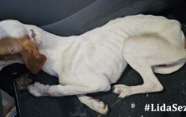 cagnolina abbandonata