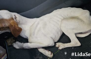 cagnolina abbandonata
