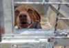 cane in cerca di adozione