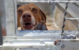 cane in cerca di adozione