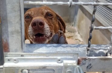 cane in cerca di adozione
