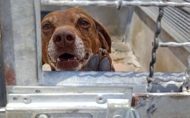 cane in cerca di adozione