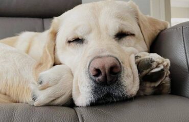 cane in cerca di casa