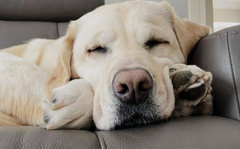 cane in cerca di casa