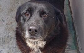 cane in cerca di casa