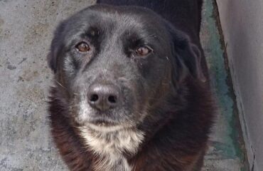 cane in cerca di casa