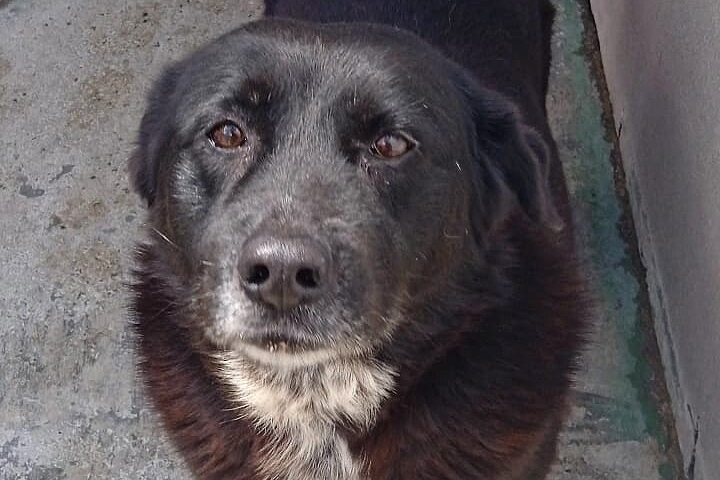 cane in cerca di casa