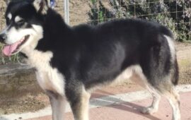 cane in cerca di casa
