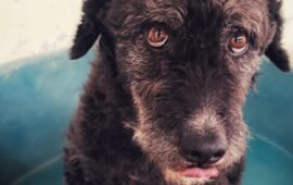cane in cerca di casa
