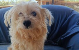 cane in cerca di casa