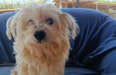cane in cerca di casa