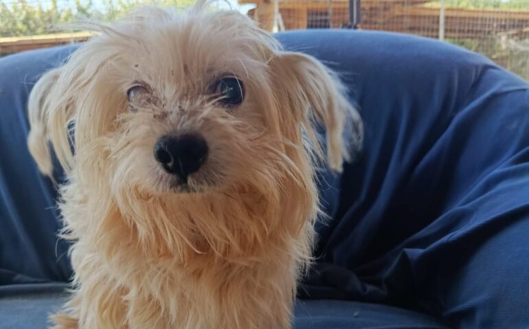 cane in cerca di casa