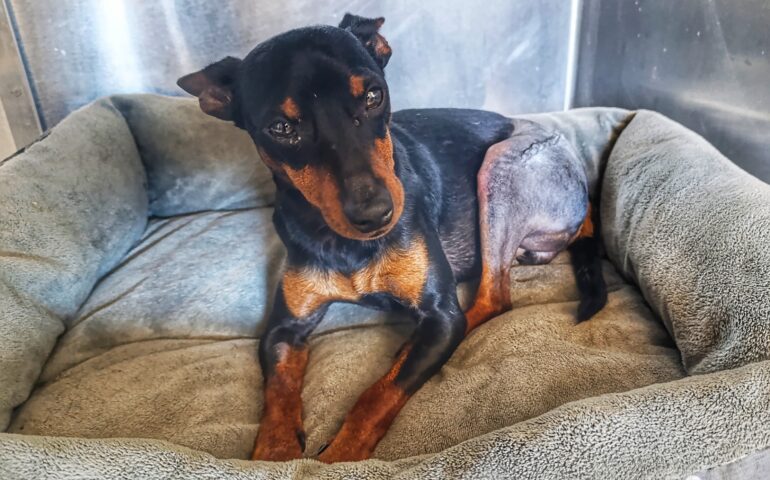 cane pierino