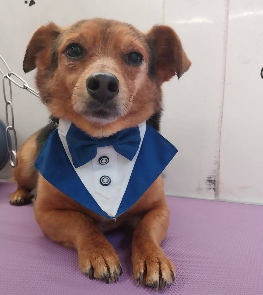cani in cerca di casa