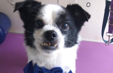 cani in cerca di casa