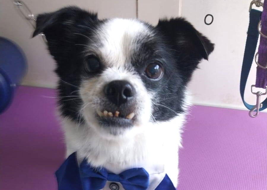 cani in cerca di casa