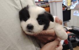 cucciola in cerca di casa