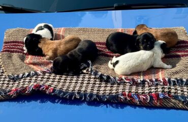 cuccioli salvati