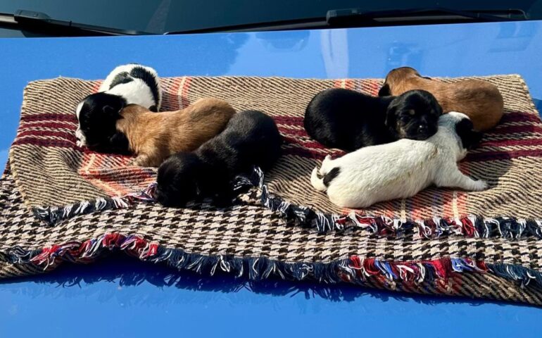 cuccioli salvati