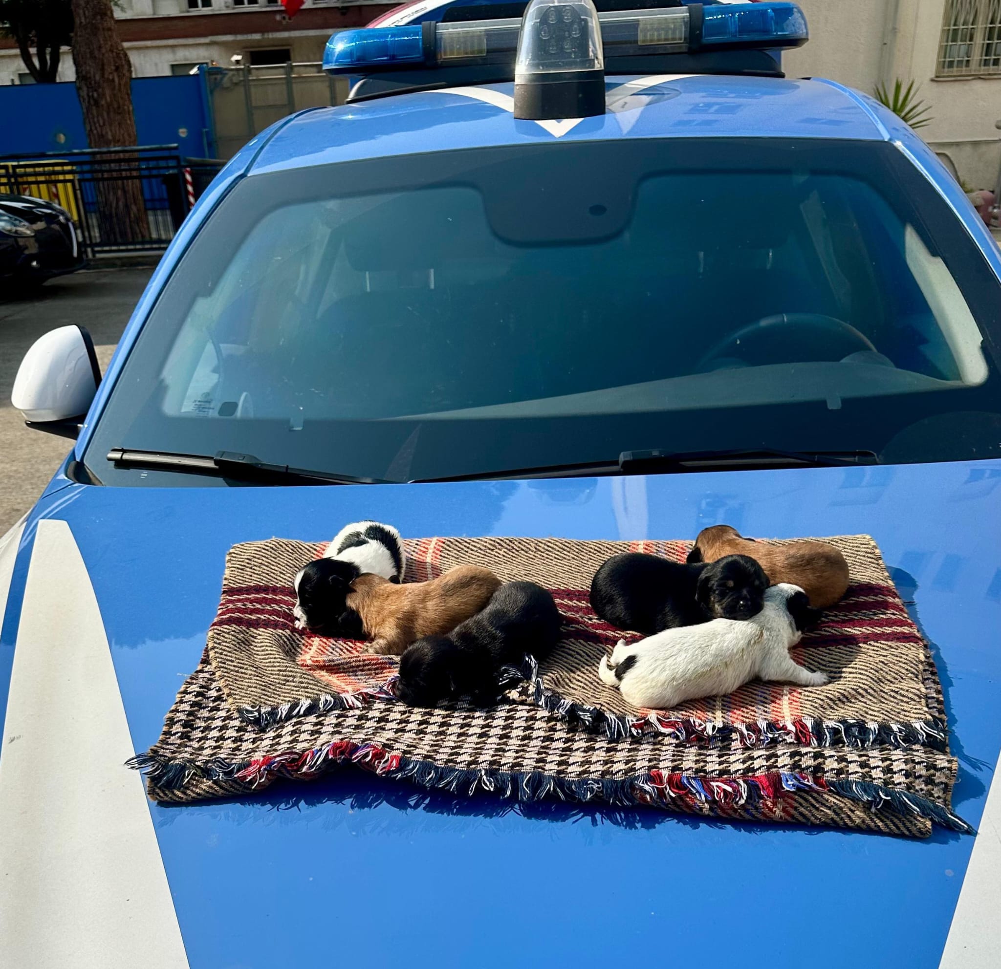 cuccioli salvati