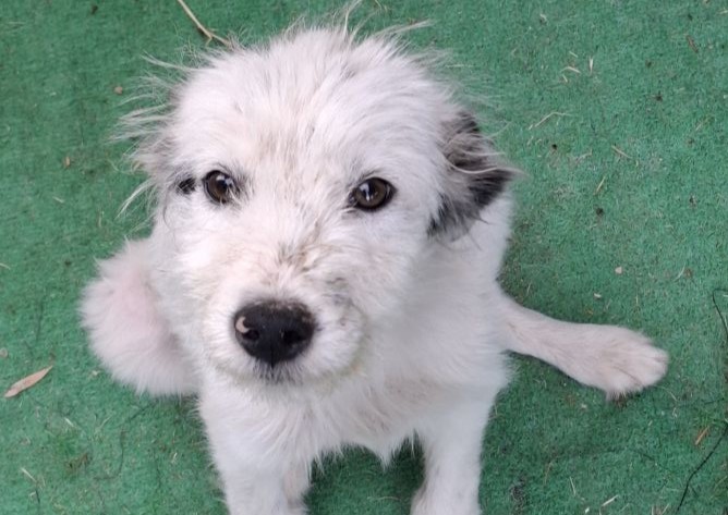 cucciolo in cerca di casa