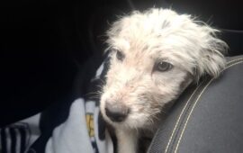 cucciolo abbandonato