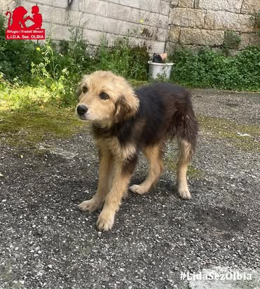 cucciolo abbandonato