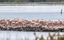 Pulli che crescono: i piccoli fenicotteri animano le rive dello stagno di Molentargius