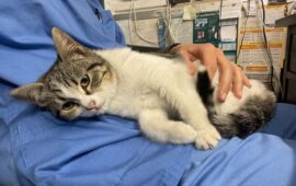 Cagliari: la veterinaria Francesca Alba è la nuova Garante per la Tutela degli Animali